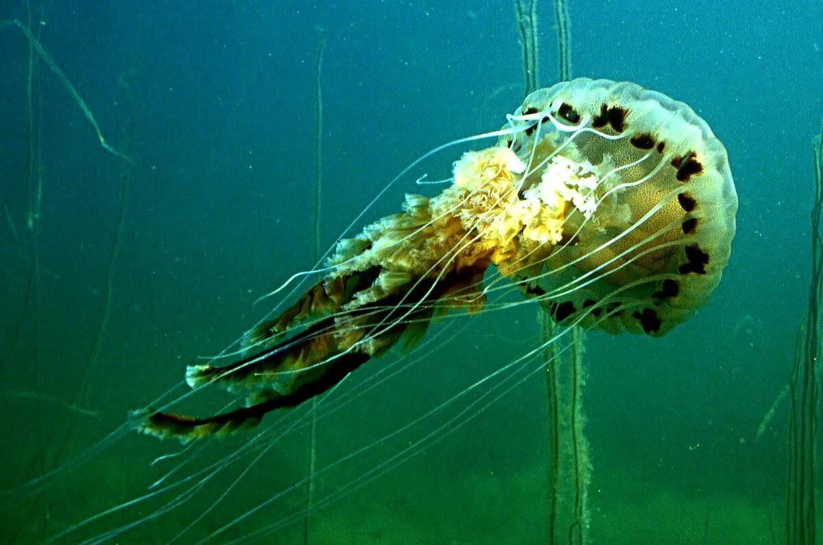 Морская крапива. Chrysaora hysoscella. Chrysaora медуза. Медуза компас. Хризаора морская крапива.