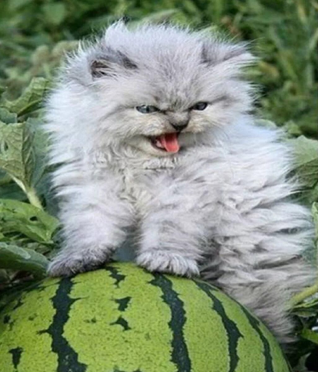 Эх милая