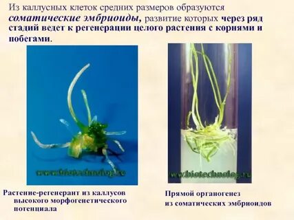 Образование растений