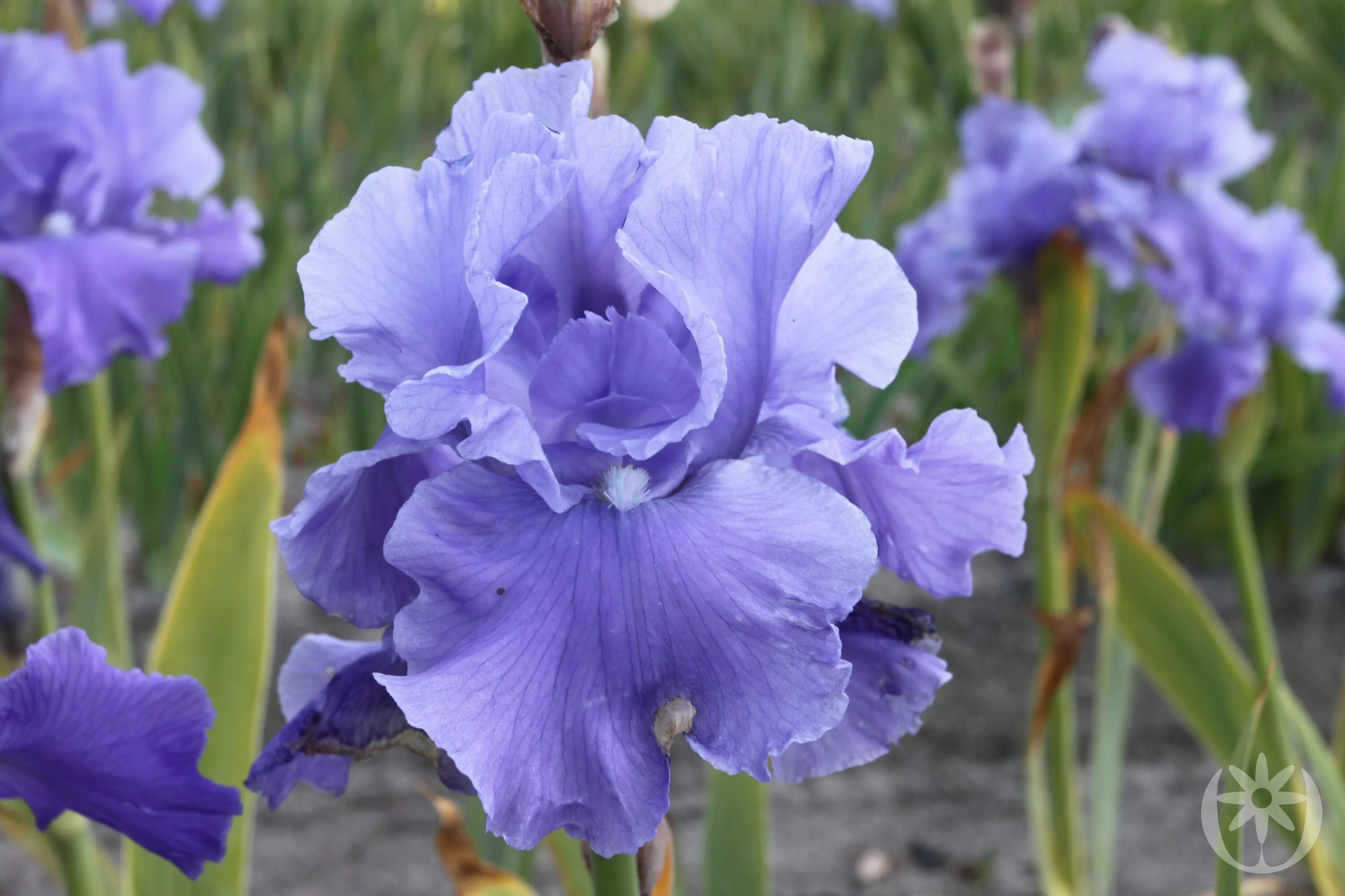 Ирис германский тукседо. Ирис тукседо описание. Ирис германский описание. Ирис германика брейкерс. Ирис германский "alpine castle".