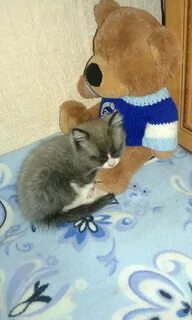 Котики мишки