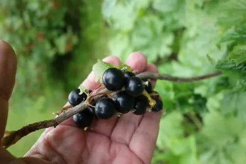 Крупноплодная смородина