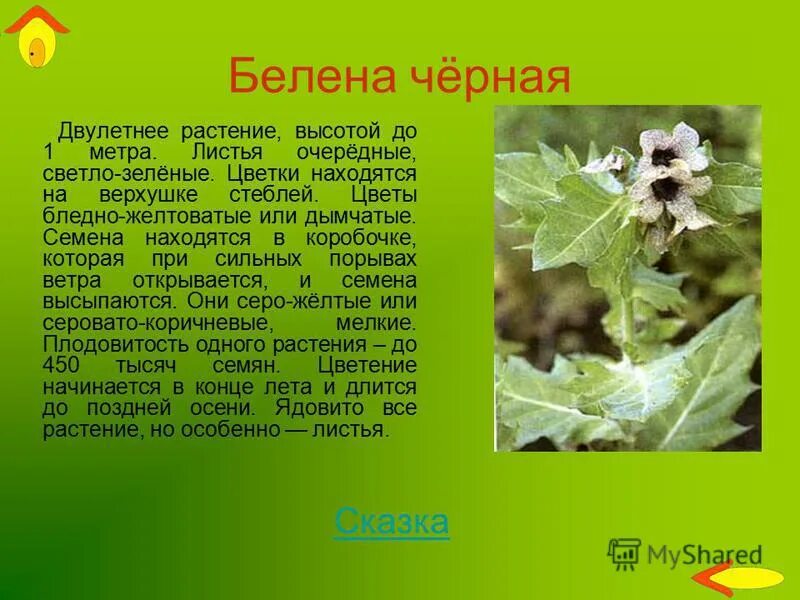 белена. белена ядовитое растение 2 класс. белена растение 3 класс. белена чёрная. белена пасленовые.