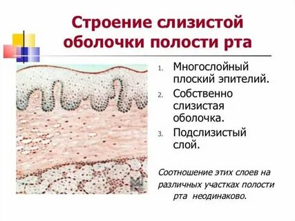 Ротовая полость выстлана эпителием