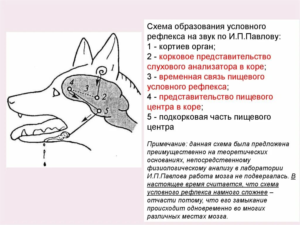 Рефлекторная дуга отдергивания пальца. Схема рефлекторной дуги безусловного рефлекса. У собаки выработан условный слюноотделительный рефлекс. Рефлекторная дуга строение условного рефлекса. Схема дуги условного рефлекса физиология.