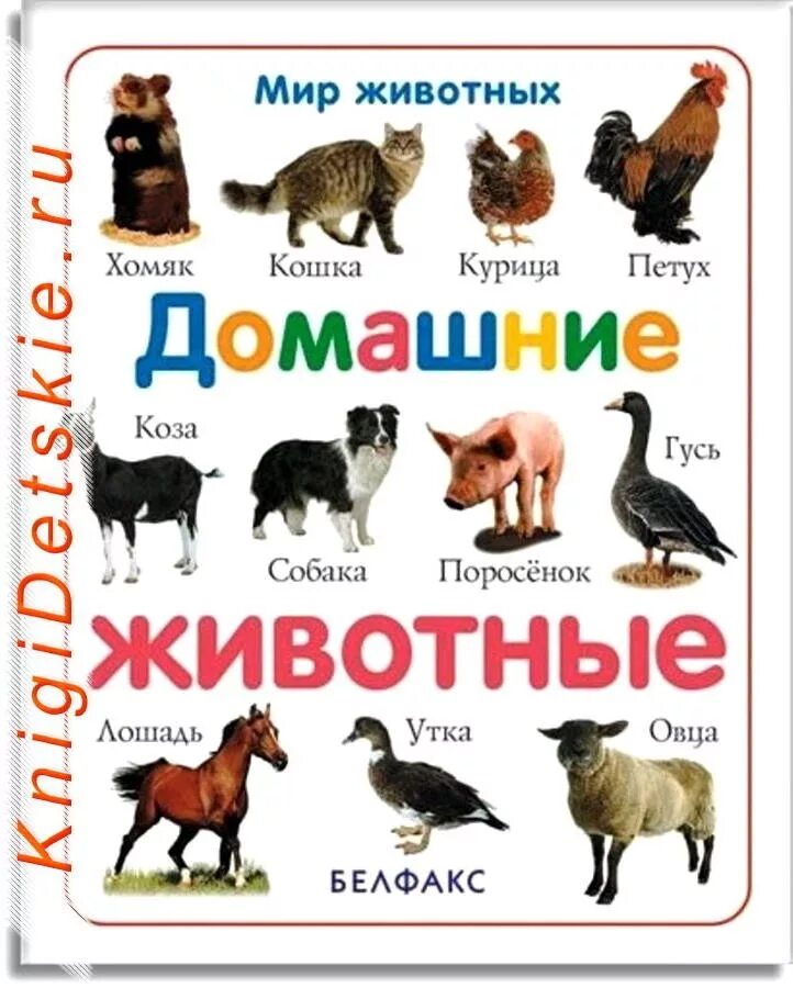 Домашних животных для детей. Дошниеживотные для детей. Животные картинки для детей. Детские книги о домашних животных.