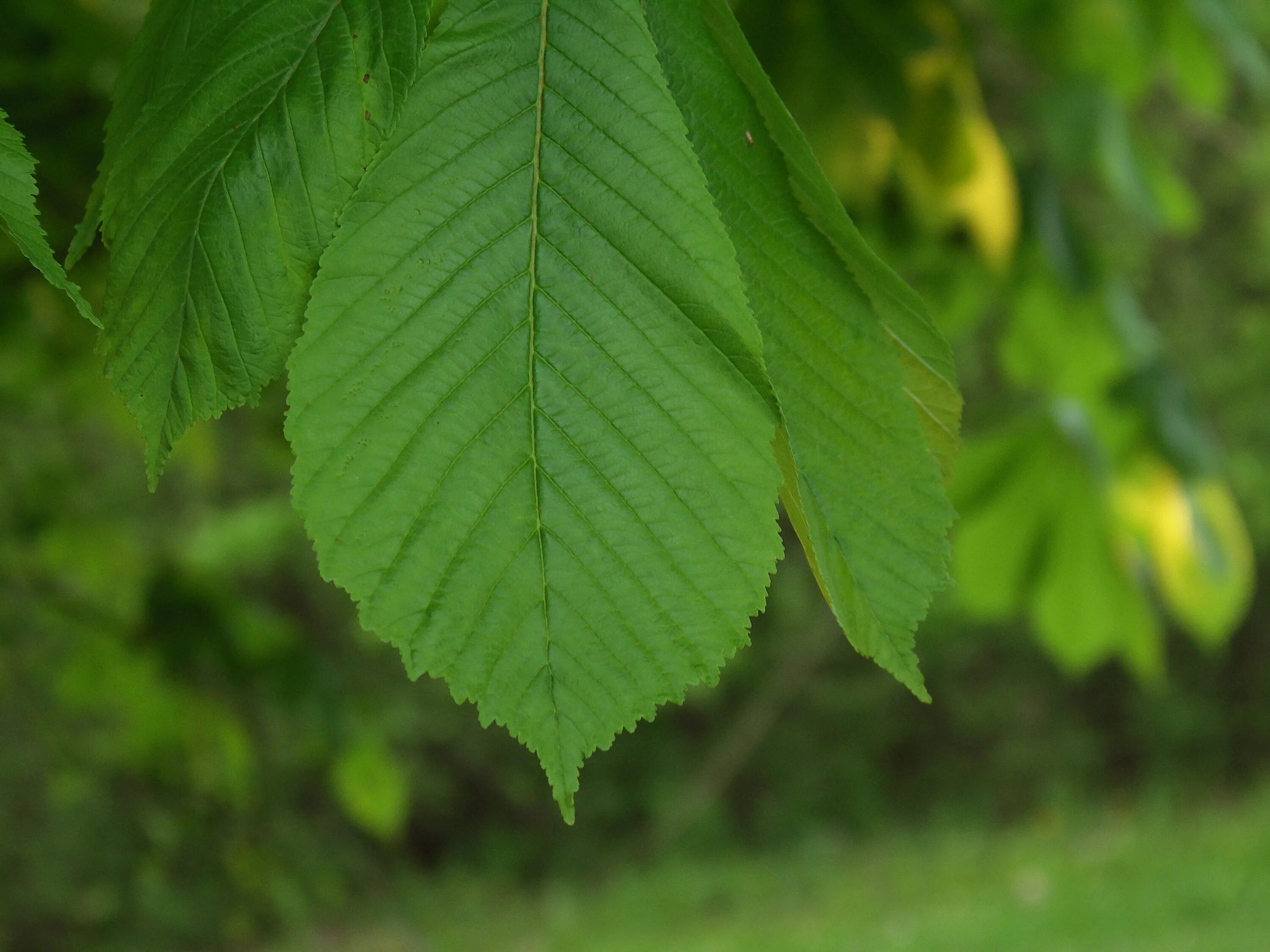 Вяз гладкий (ulmus laevis). Листья широколиственных деревьев. Ветка с листьями. Широколиственный лес деревья. Вяз малый (ulmus minor).