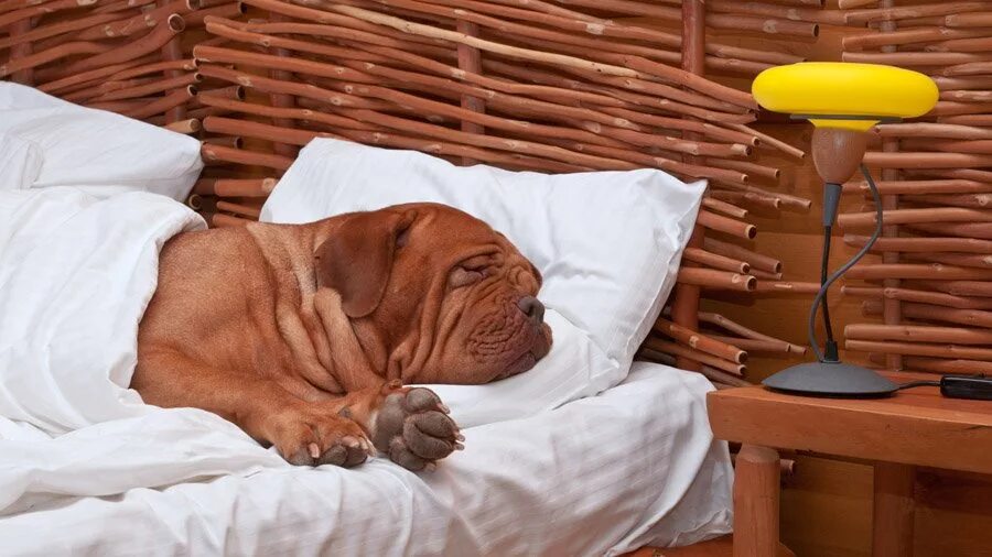 Dogs and cats fleas ticks killer spot-on болгария. Английский королевский дог \мраморный. Дог 23. Хуч порода. Порода собак бордосский дог.