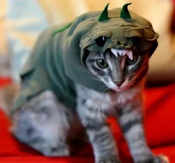 Костюм дракона для кота