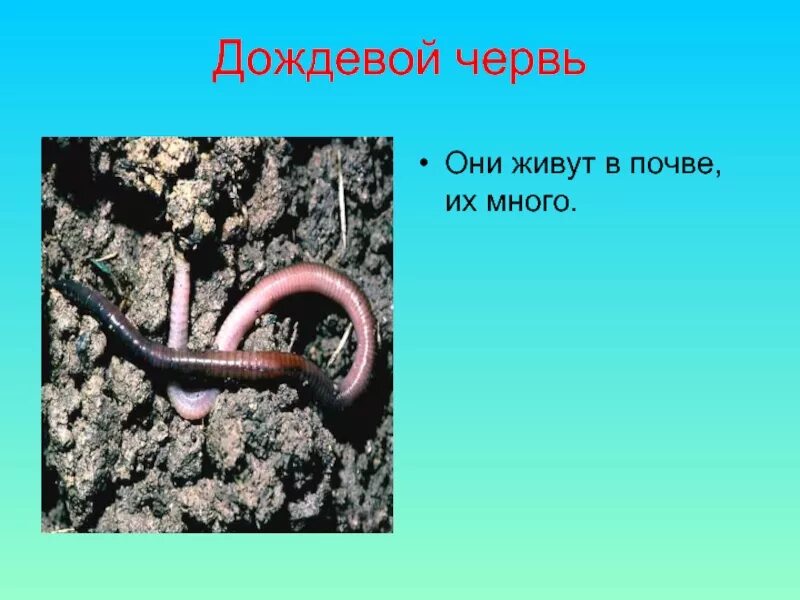 Уважайте жизнь дождевого червя рассказ из книги