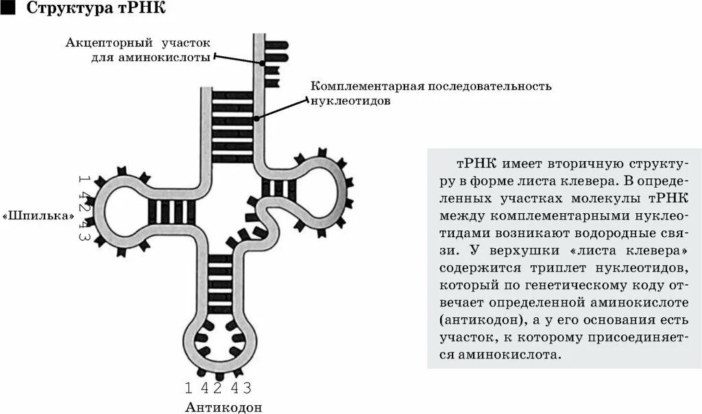 Палиндром биосинтез. Схема вторичной структуры ТРНК. Структура транспортной РНК. Функциональная структура ТРНК. Транспортная РНК клеверный лист.