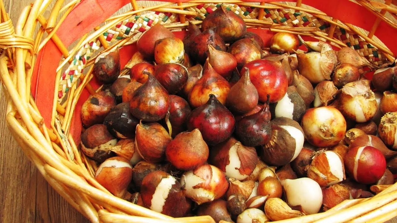 Луковицы тюльпанов после цветения. Хранение луковиц тюльпанов. Ящик для гидропонной выгонки тюльпанов. Ящик для хранения луковиц тюльпанов. Сортировка луковиц тюльпанов.