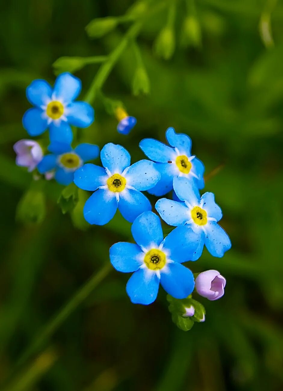 Незабудка Садовая голубая. Незабудка Полевая (Myosotis arvensis). Незабудка Песчаная. Незабудка гибридная. Сине желтая незабудка