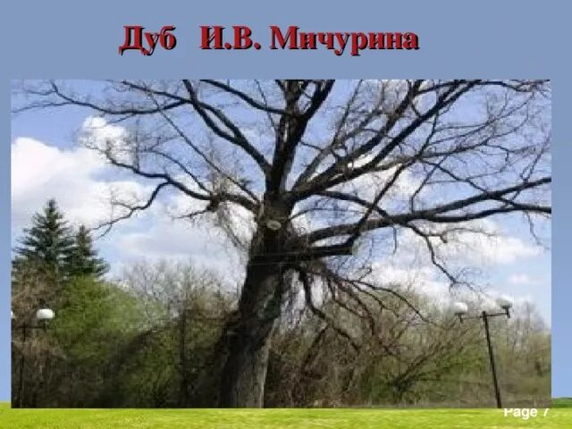 Почему дуб является памятником живой природы. Деревья – памятники живой природы презентация. Дуб Мичурина. Дерево Мичурина. Дерево Мичурина в Сочи.