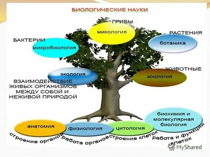 Наука о тканях живых организмов