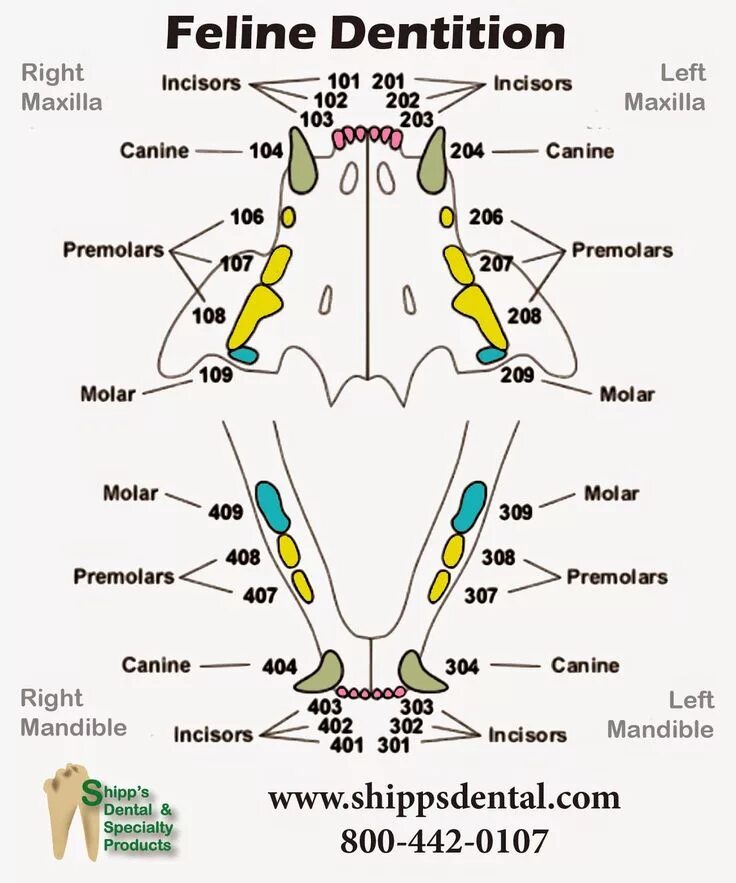 The Qualified Standard Preventive Dental Cleaning for Dogs Qualified Pet Dental