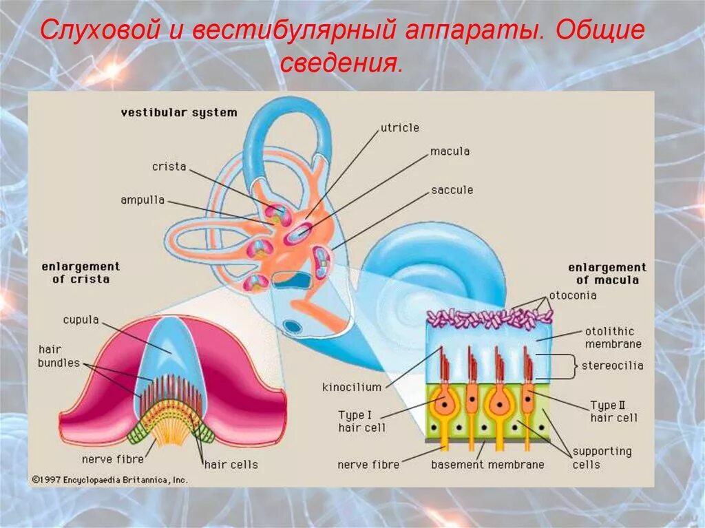 Вестибулярный аппарат и система. Схема периферического отдела вестибулярного аппарата. Отолитовый аппарат вестибулярного анализатора. Рецепторы вестибулярного анализатора. Периферический отдел вестибулярного анализатора.