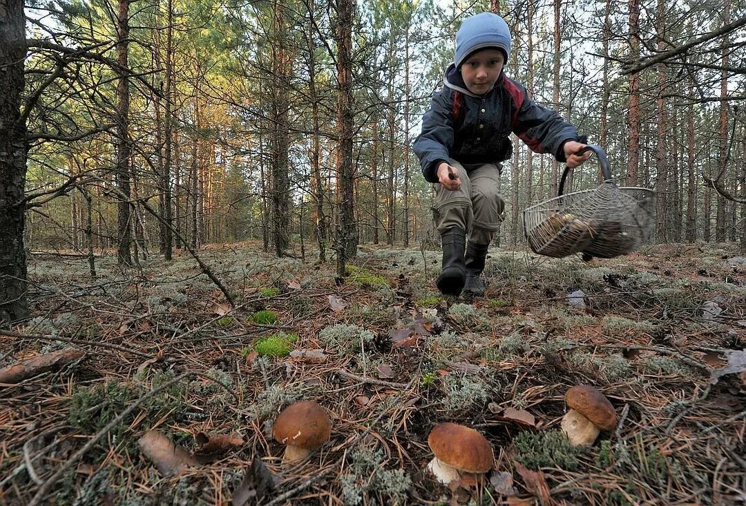 Уборка урожая картофеля. Видео как их собирают. Фильм как правильно собирать ягоды. Что за гриб. Экологическое волонтерство.