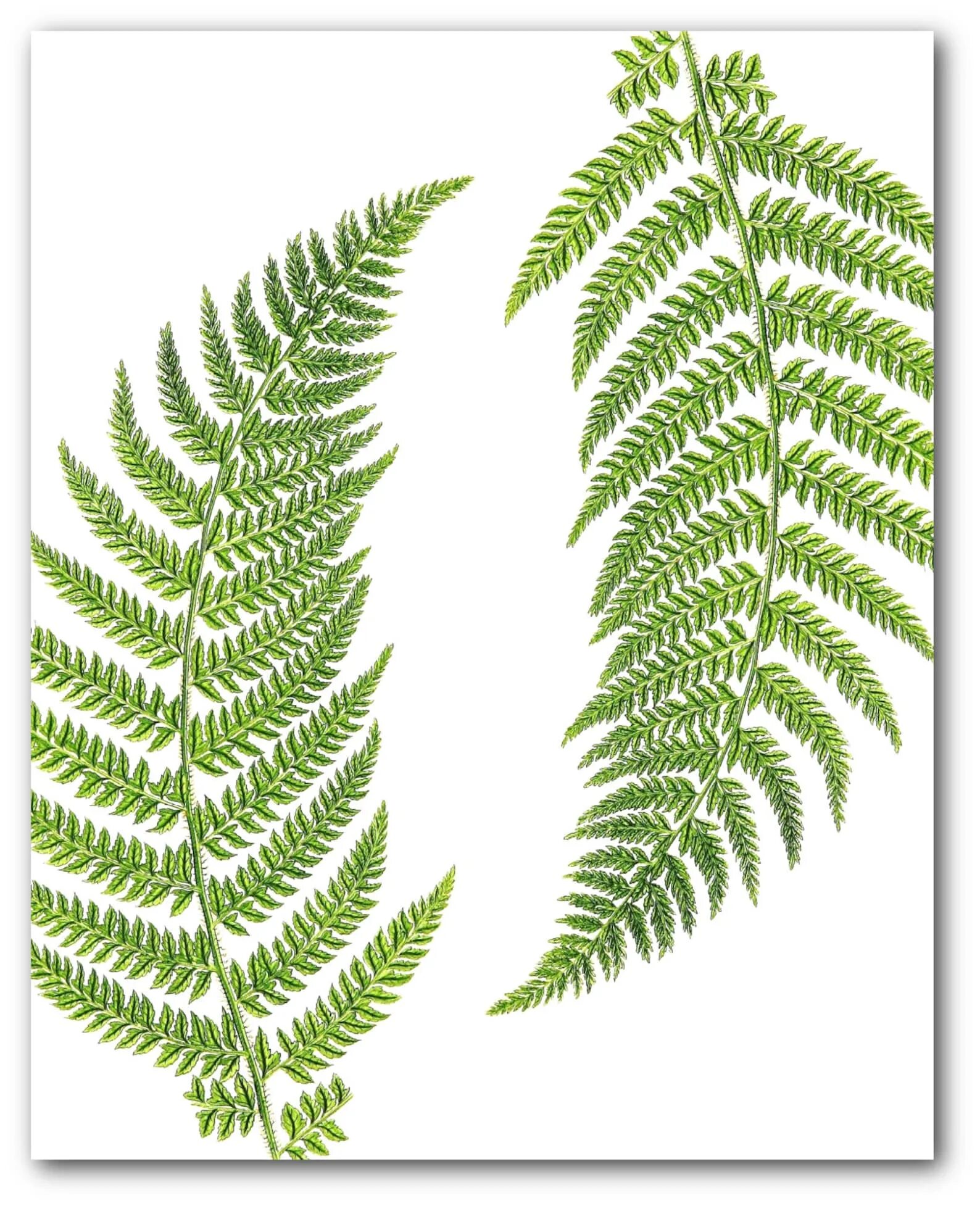 Fern art