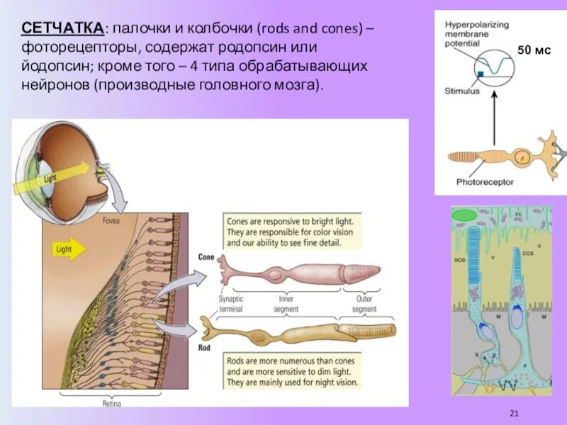 Родопсин и йодопсин функции. Родопсин и йодопсин в палочках и колбочках. Йодопсин в колбочках. Сетчатка палочки и колбочки родопсин.