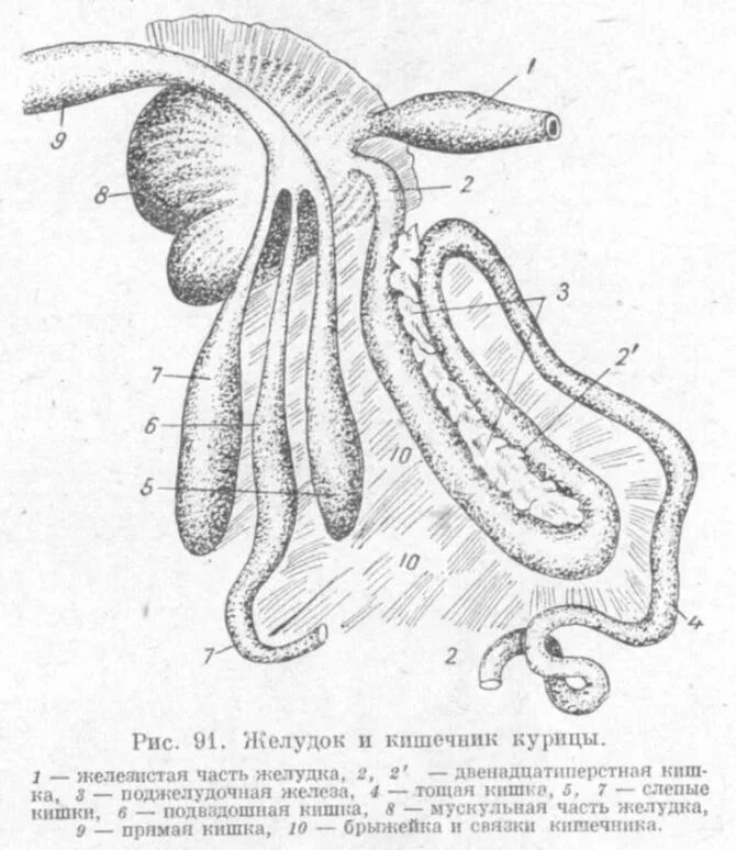 Пищеварительные железы птиц. Тонкая кишка у птиц. Кишечник птиц строение. Пищеварительная система курицы анатомия. Строение кишечника утки.