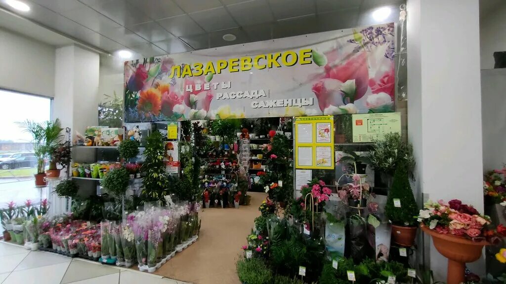 Слива блю свит колоновидная. Саженцы деревьев. Лазаревское саженцы. Лазаревское ярославль теплицы. Лазаревское ярославль рассада.