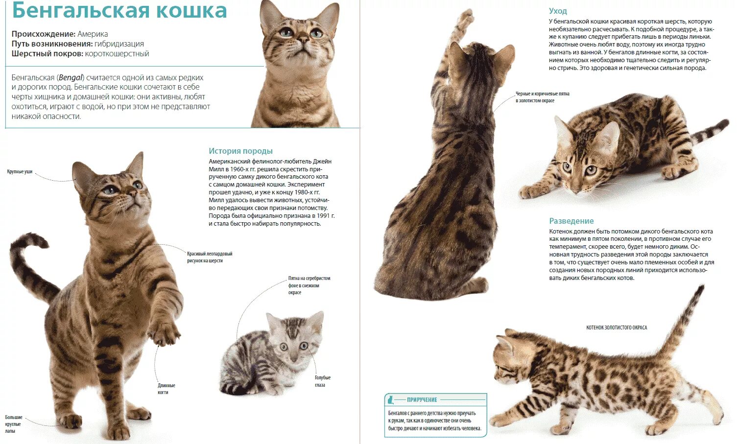 Бенгальская кошка стандарты породы. Бенгальские коты вес по месяцам. Бенгальская кошка описание породы и характера. Кошка породы бенгал характеристика.