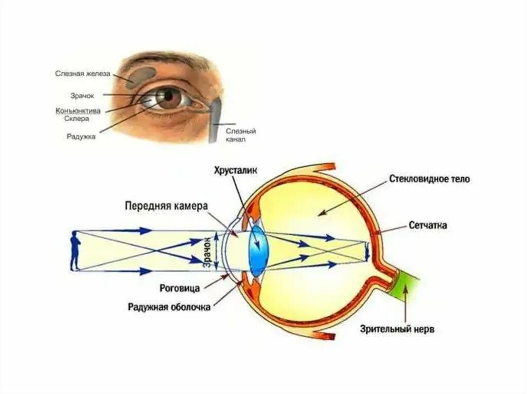 К оптической системе глаза относятся роговица хрусталик. Строение глаза сетчатка роговица хрусталик. Строение зрительного анализатора глазное яблоко. Строение глаза человека как оптической системы. Схема прохождения света через оптическую систему глаза.