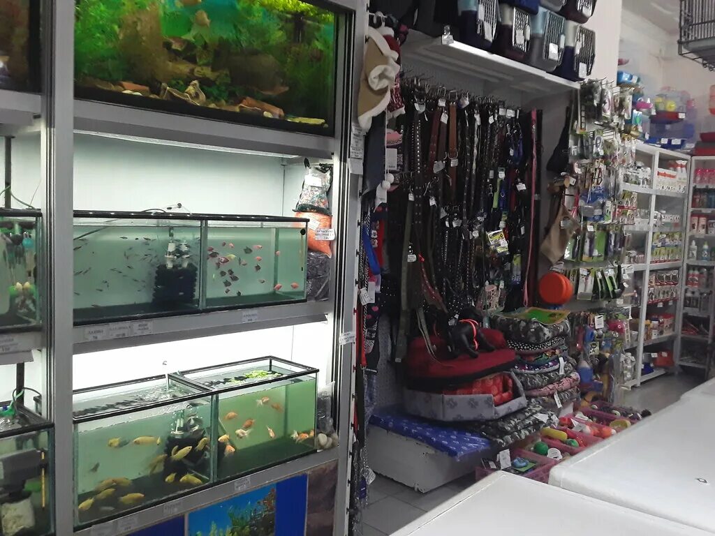 зоогалерея зоомагазин. зоомагазин магазин москва. зоомагазин магазин москва. зоомагазин в улан-удэ ласка. зоомагазин интернет магазин в москве.
