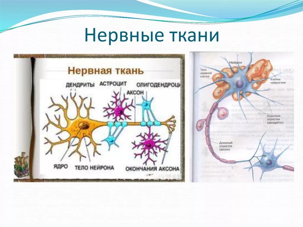 Рисунки нервной. Строение клетки нервной ткани животного. Строение нервной ткани рисунок. Нервная ткань Нейроны 5 класс. Нервная ткань 5 класс биология.