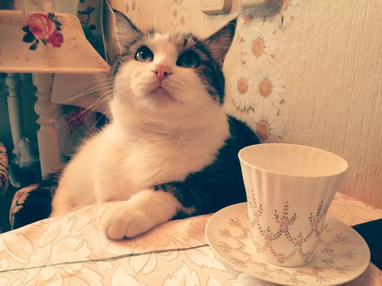 Коту можно чай. Котик с чаем. Кот с чашкой чая. Чаепитие с котом. Котик в чашке.