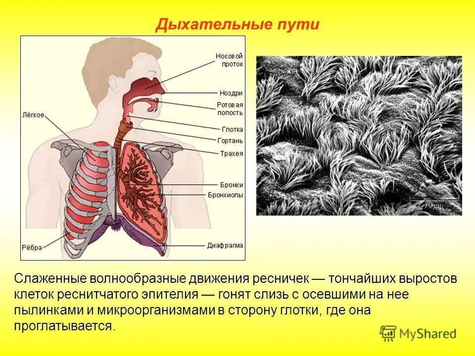Слизистая оболочка дыхательных путей строение. Слизистую оболочку дыхательных путей выстилает. Строение слизистой полости носа. Дыхательные пути изнутри выстланы эпителием. Слизистая оболочка дыхательных путей.