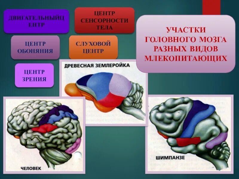 Центр обоняния. Центр зрения в мозге. Центр обоняния отдел мозга. Осязание отдел мозга.