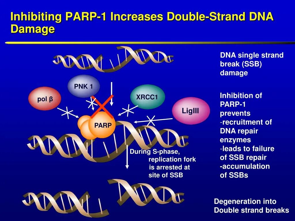 Парп 1. Parp1 inhibitors. Парп ингибиторы. Ингибиторы PARP препараты. PARP ингибиторы показания.