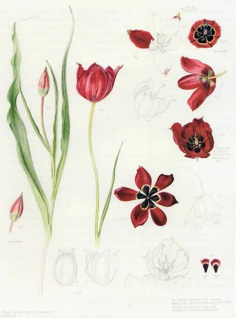 Tulipa Cypria. Тюльпан Ботанический атлас. Тюльпан Шренка рисунок Ботанический. Тюльпан Ботанический смесь (Botanical Tulips Mixed),. Тюльпан ботаника