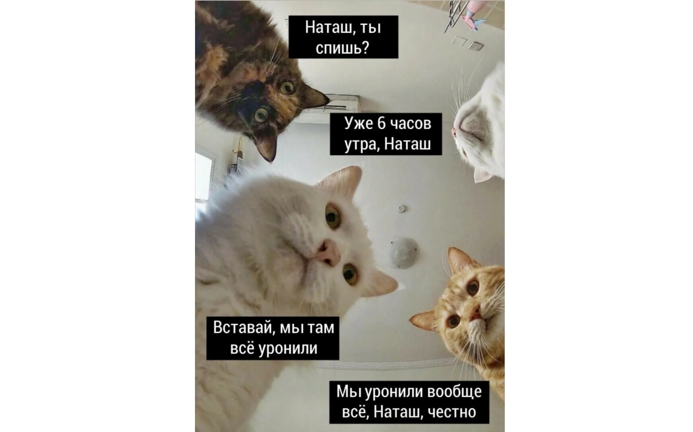 Там поспать. Коты мемы. Наташа мы все уронили коты. Кот Мем. Мем Наташа мы все уронили.