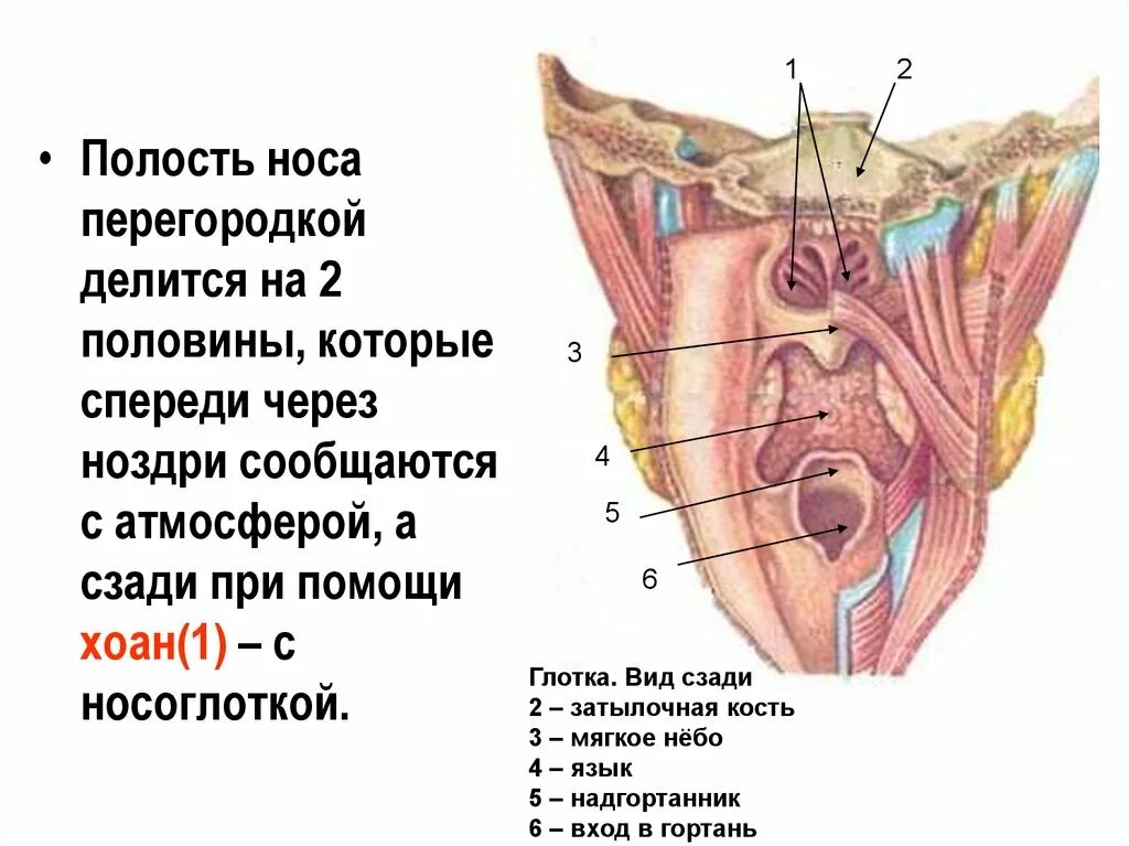 Спереди через