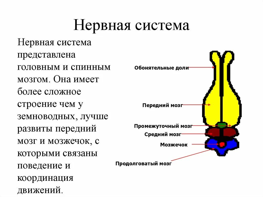 Головной отдел ящерицы. Схема строения нервной системы пресмыкающихся. Нервная система пресмыкающихся или рептилий. Строение нервной системы рептилий. Нервная система рептилий 7 класс.