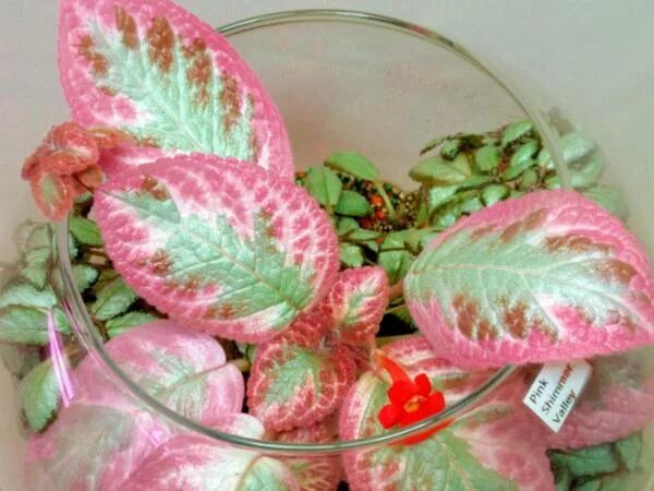 180 Plants ideas plants, planting flowers, flower garden