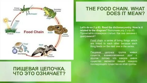 Ошибка в пищевой цепи