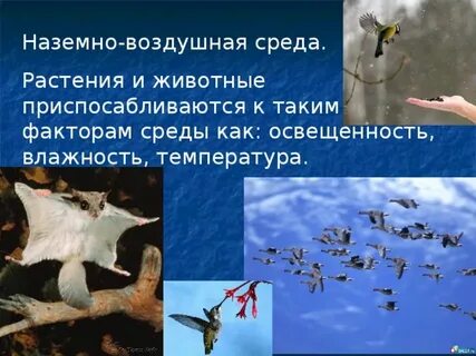Ромашка среда обитания наземно воздушная