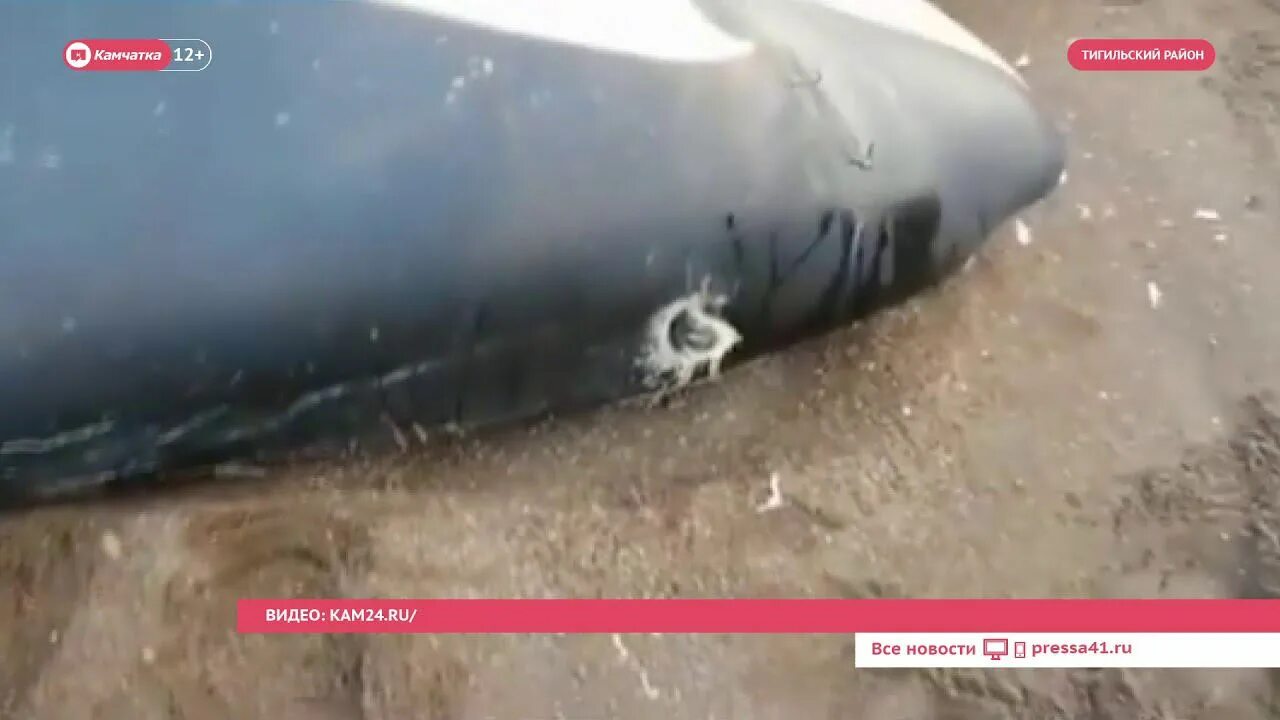 Камчатка спасли. Камчатка погибли альпинисты. Лошади камчатки. Касатки у берегов камчатки. На камчатке завершилась спасательная.