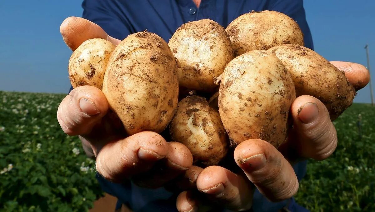Грей картошку. Картофель. Фермер с картошкой. Картошка в руке.