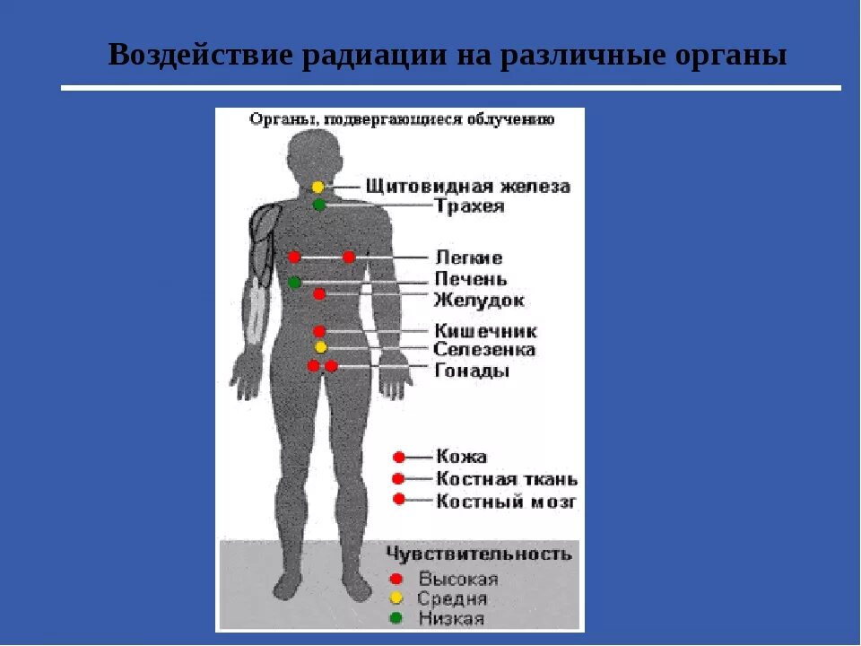 Симптомы лучевого поражения. Воздействие радиоактивного излучения на человека. Действие радиации на организм человека. Воздействие радиации на органы.