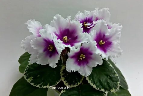 Фиалка посмотри в глаза фото и описание