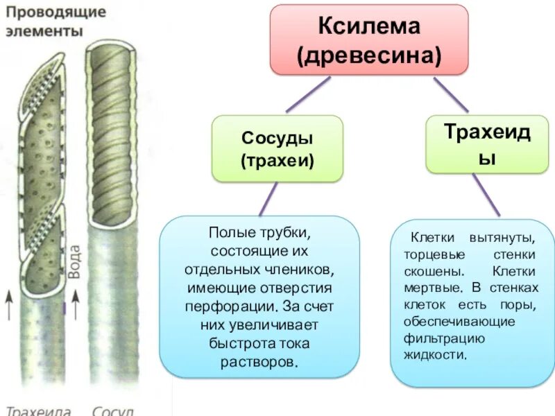 Проводящие ткани растений трахеиды. Проводящие элементы ксилемы сосуды. Проводящие элементы ксилемы голосеменных растений. Проводящие ткани растений Ксилема трахеиды. Сходства и различия сосудов и ситовидных трубок