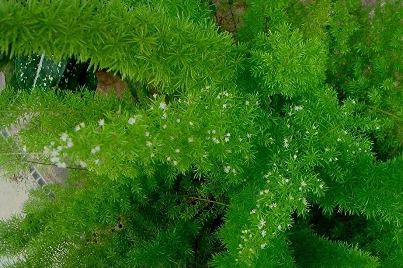 Аспарагус эфиопский. Аспарагус перистый. Аспарагус шпренгера цветение. Аспарагус шпренгера цветение. Аспарагус лисий хвост.