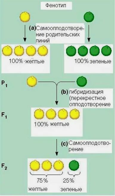 АА И АА фенотип. Закон чистоты гамет схема. Принцип единообразия. Цитологическое обоснование чистоты гамет.