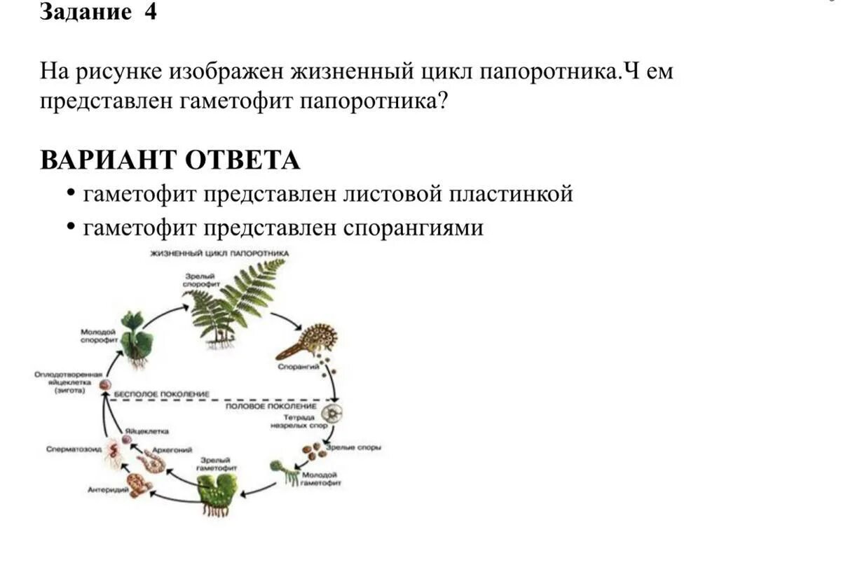 Жизненный процесс папоротника