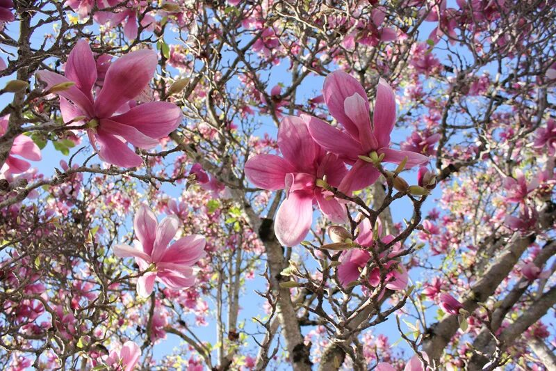 Arbol de flores rosadas - Los árboles de la ciudad de Buenos Aires: cuándo flore